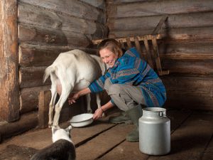 क्या होता है बकरी के दूध के फायदे और नुक्सान